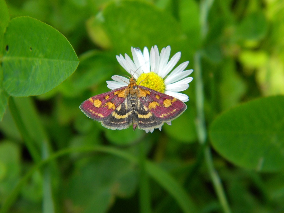 Pyrausta purpuralis